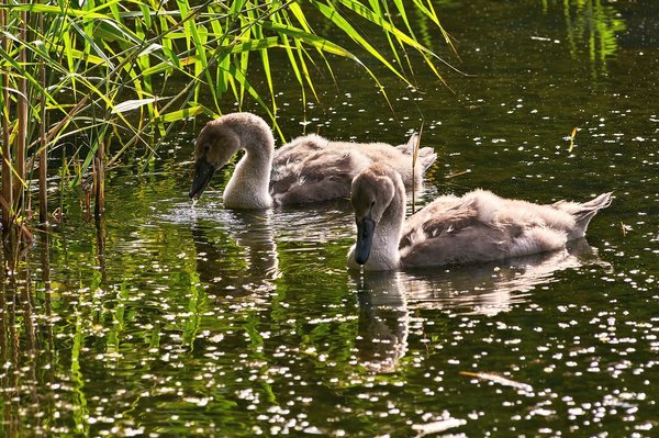 2020-08-04_SCHWÄNE_D300S_DSC1322.jpg