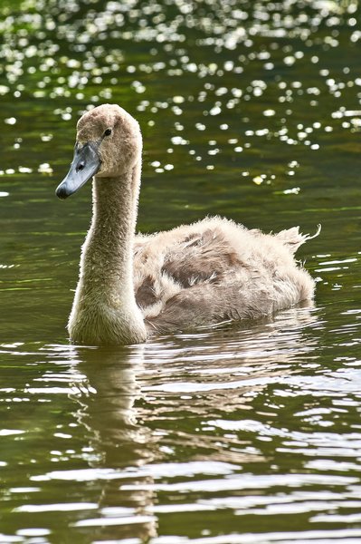 2020-08-04_SCHWÄNE_D300S_DSC1438.jpg