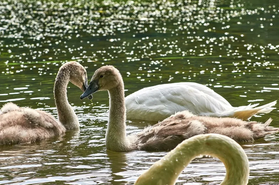 2020-08-04_SCHWÄNE_D300S_DSC1466.jpg