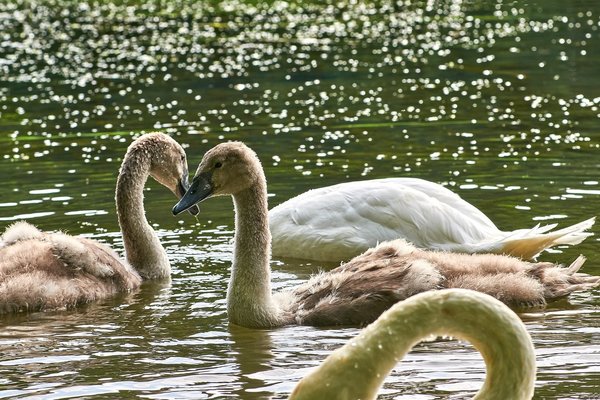 2020-08-04_SCHWÄNE_D300S_DSC1466.jpg