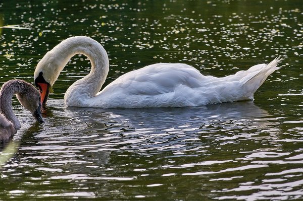 2020-08-04_SCHWÄNE_D300S_DSC1110.jpg