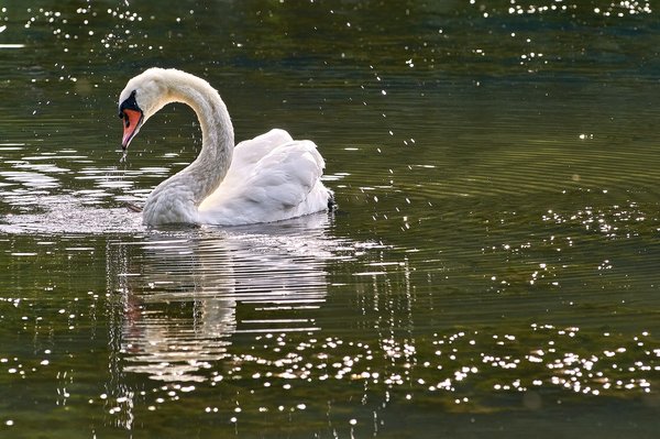 2020-08-04_SCHWÄNE_D300S_DSC1239.jpg