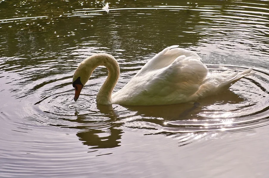 2020-08-04_SCHWÄNE_D300S_DSC1373.webp