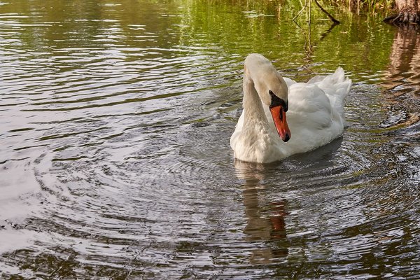 2020-08-04_SCHWAN_C717035.jpg