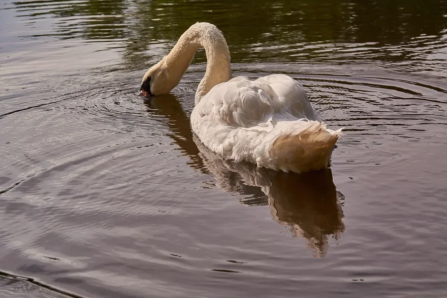 2020-08-04_SCHWAN_C716957.webp