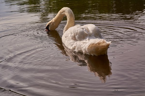 2020-08-04_SCHWAN_C716957.jpg