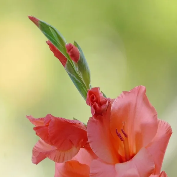 GladioleRotSpitzeaufruhigemHGCLSi100400Ext1,4ENDVLIKOQUADRATBERR_666x666.webp