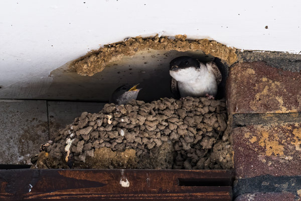 Vögel 2020_3266.jpg Vögel 2020_3266.jpg