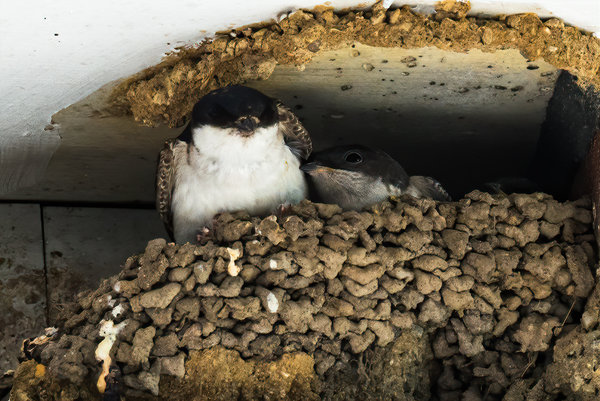 Vögel 2020_3287.jpg Vögel 2020_3287.jpg