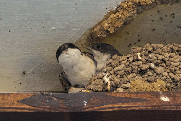 Vögel 2020_3354.jpg