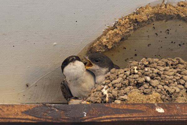 Vögel 2020_3357.jpg