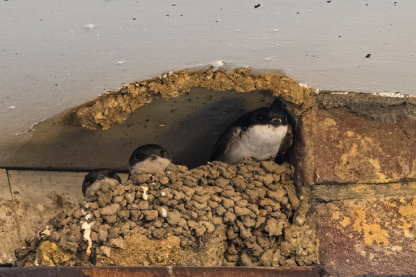 Vögel 2020_3361.jpg