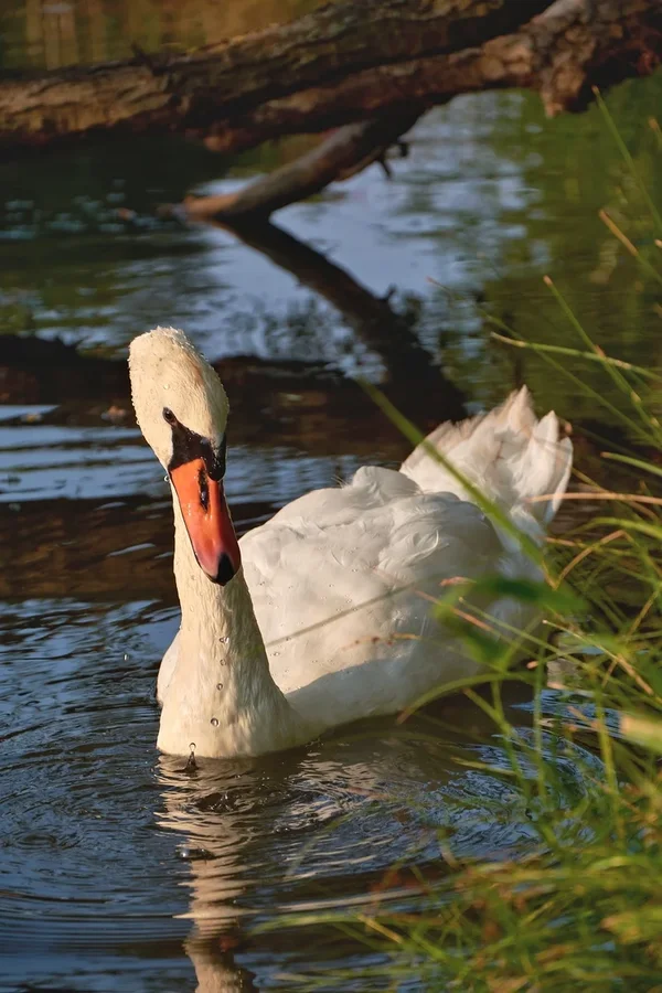 2020-08-09_SCHWÄNE_C717944.webp