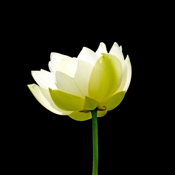 LotusWeissimGegenochtCLSi10400Et1,4FINUADRAT_666x666.jpg