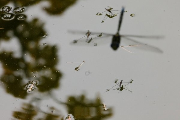 WasserläufermLibellenschattenCLSi100400Et1,4URSPRUNGHIKO_999x666.jpg