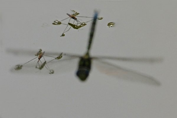 WasserläufermLibellenschattenCLSi100400Et1,4ManbefinI_998x666.jpg