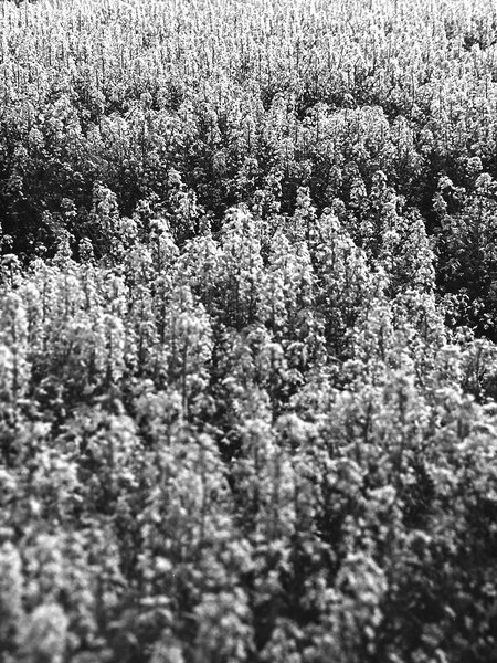 2020-08-14_145056_01.jpg