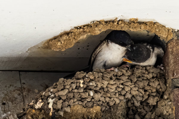 Vögel 2020_3398.jpg