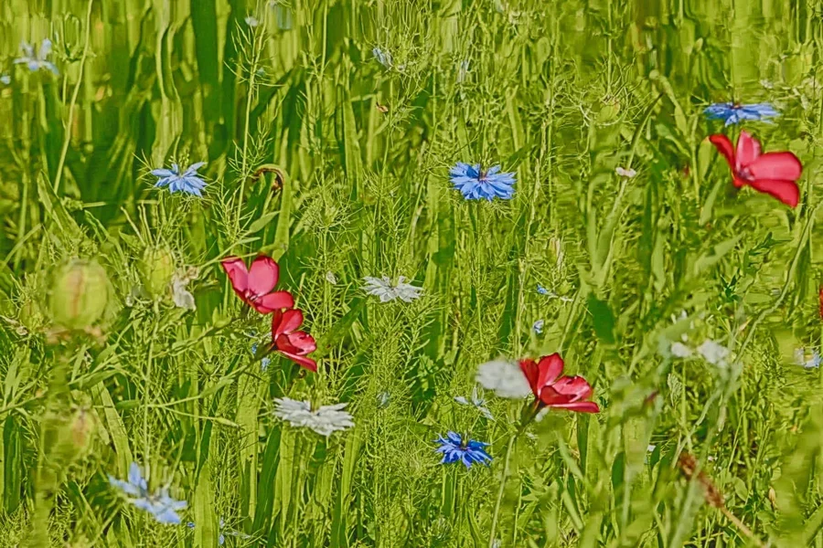 BlumenwieseBlumenGrossCLSi00400MANBEFINMIKO_999x666.webp