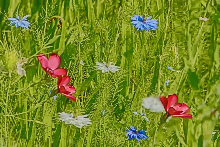BlumenwieseBlumenGrossCLSi00400MANBEFINMIKOAUS_998x666.webp