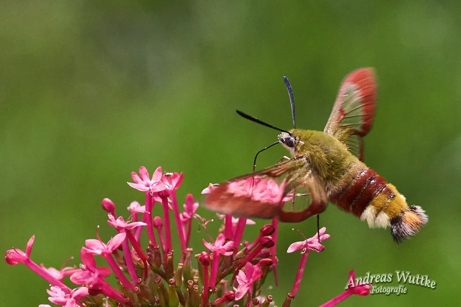 AK1_2499.webp