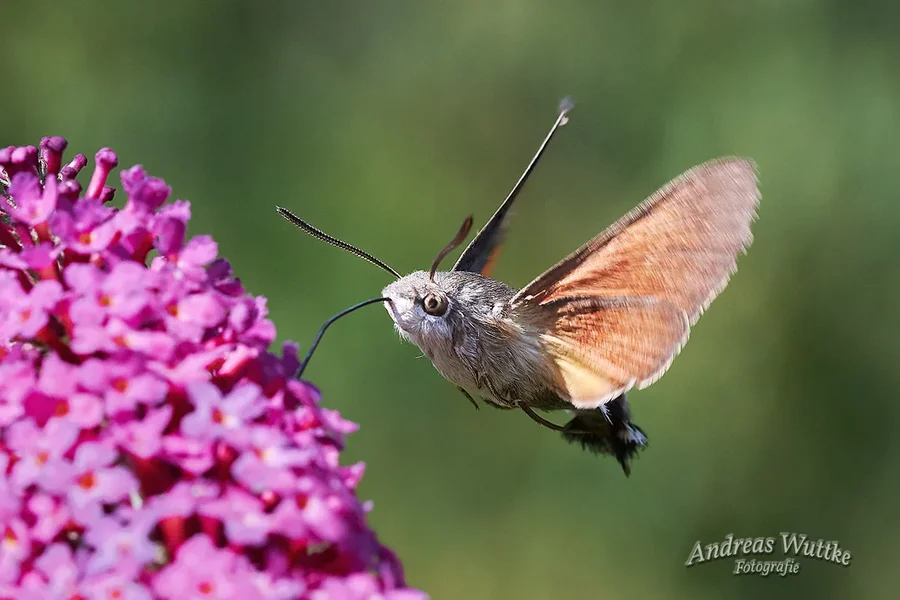 D75_2425.webp