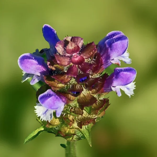 BlaueBlumeKleineBraunellePrunellavulgarisCLSi100400Ext1,4HGWZFINENDVERSIONUADRAT_666x666.webp