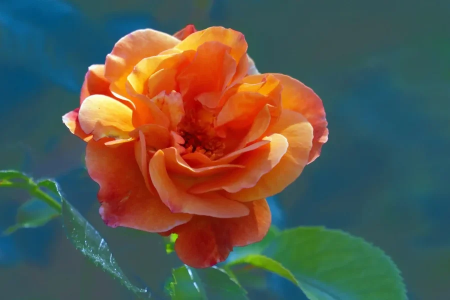 OrangeRoseSOLOSL2Si100400EXT2FINDREAM_998x666.webp
