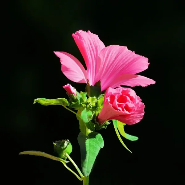 RosaBlüteSl2Si100400ext2VARIANTEAUFSCHWARZFINENGUADRAT_666x666.webp