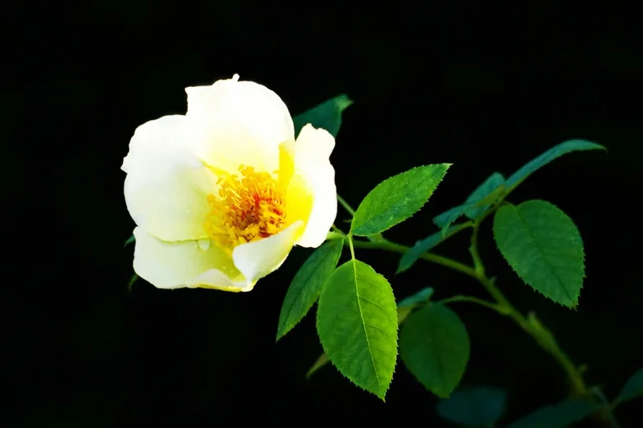 RoseweissmtgelbStaubgefundBlätternSL2Si100400ENDVERSIONOPTIMAL_999x666.webp