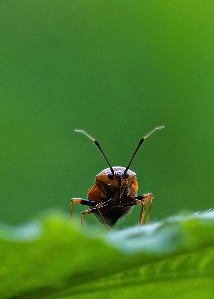 Garten Juli 2019_112.jpg