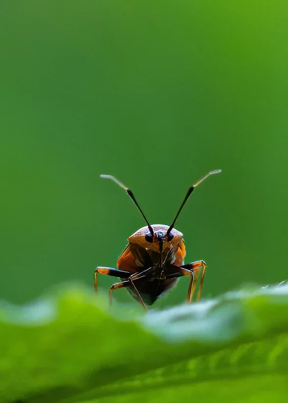 Garten Juli 2019_112.webp