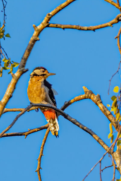 Vögel 2020_3559.jpg