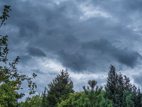 Garten 2020_1309.jpg