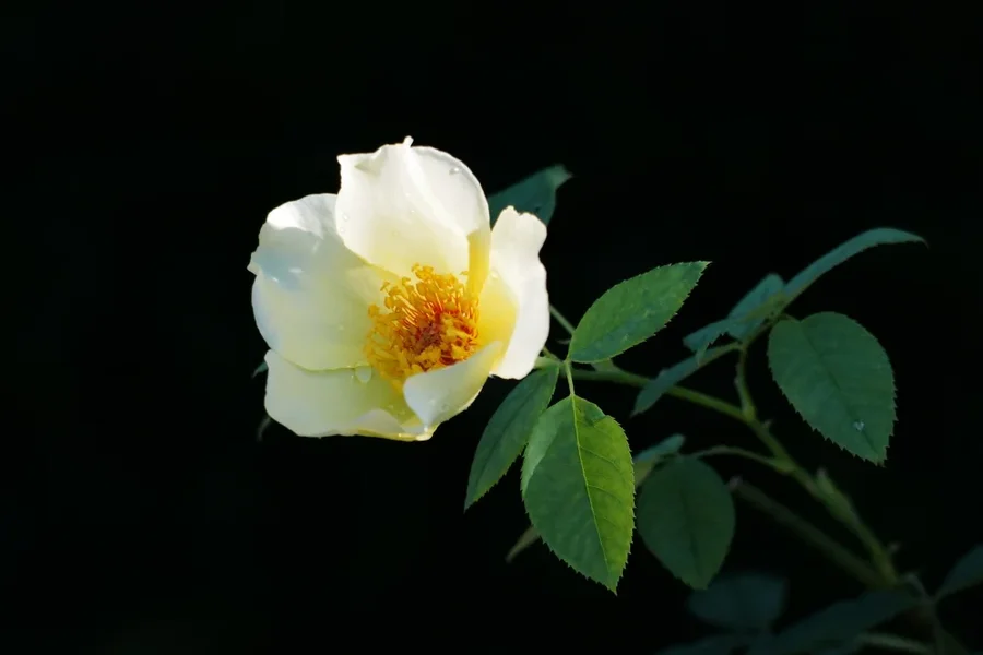 L1010386_998x666.jpg