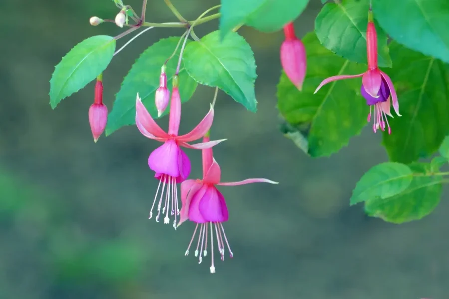 FuchsienSL2Si100400Ext2AUTOAJJ_999x666.webp
