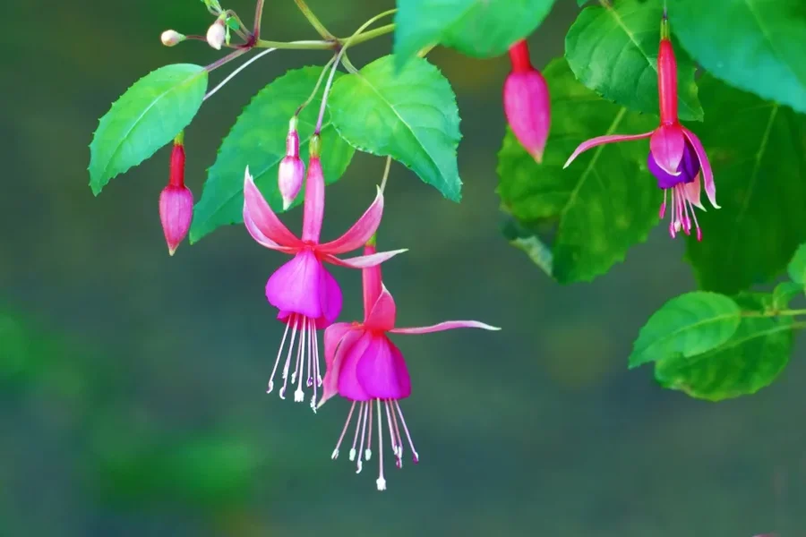 FuchsienSL2Si100400Ext2ENDVERSIONFIN_999x666.webp