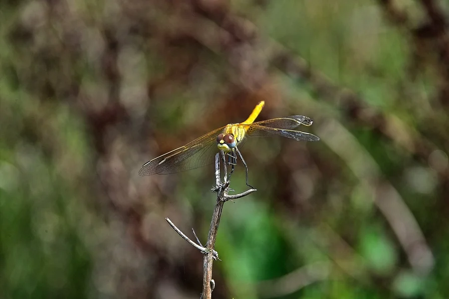 IMG17943-b.jpg