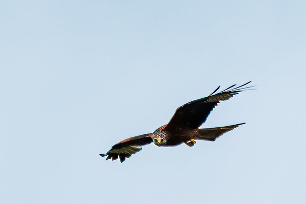 Nehringen 2015_025.jpg Nehringen 2015_025.jpg