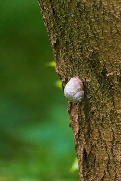 Nehringen 2015_057.jpg Nehringen 2015_057.jpg