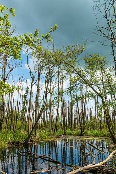 Nehringen 2015_102.jpg Nehringen 2015_102.jpg