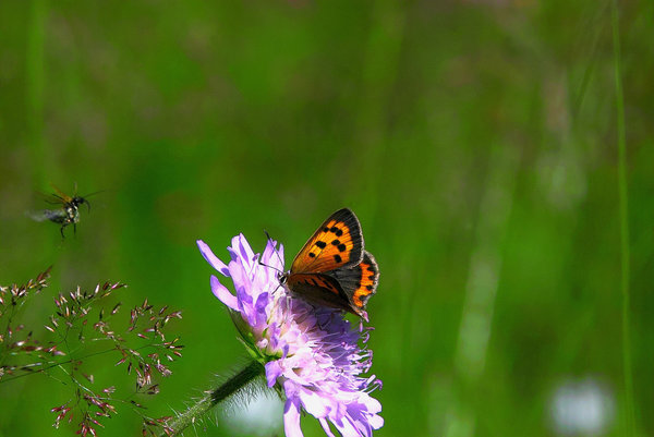 IMG16522-x.jpg