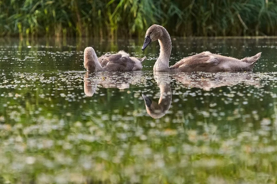 2020-08-09_JUNGSCHWÄNE_D300S_DSC1877.webp