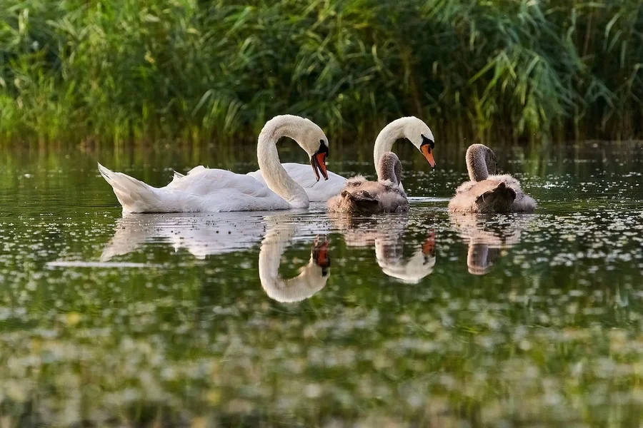 2020-08-09_JUNGSCHWÄNE_D300S_DSC1923-22.webp