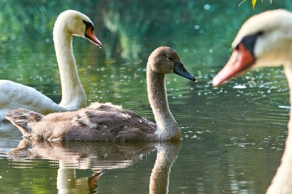 2020-08-09_JUNGSCHWÄNE_D300S_DSC1600.jpg