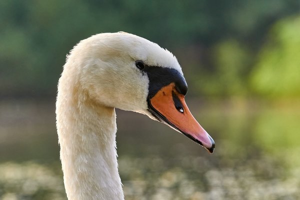 2020-08-09_SCHWÄNE_D300S_DSC1675.jpg