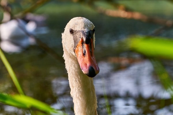 2020-08-09_SCHWÄNE_D300S_DSC1560.jpg