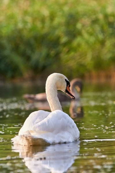 2020-08-09_SCHWÄNE_D300S_DSC1682.jpg