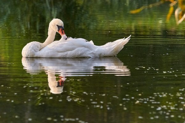 2020-08-09_SCHWÄNE_D300S_DSC1799.jpg