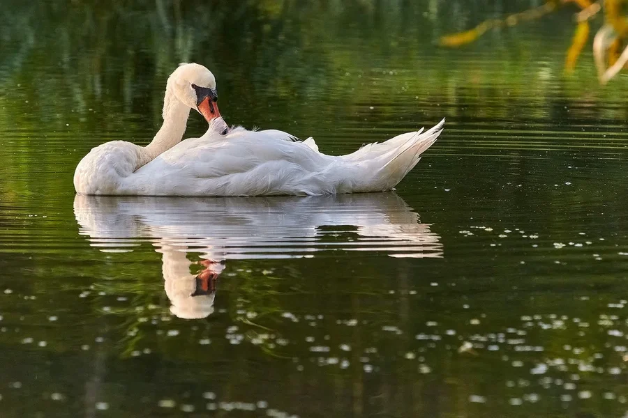 2020-08-09_SCHWÄNE_D300S_DSC1799.jpg